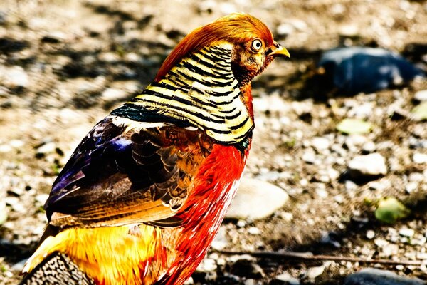 Un pájaro en la naturaleza Mira de cerca