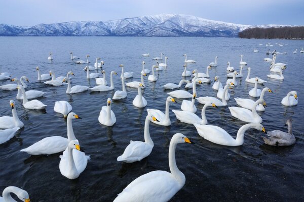 A flock of wild swans on the water surface