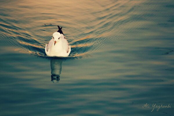 Die Möwe und ihre Reflexion im See