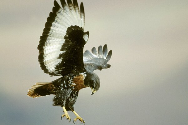 A bird of prey flies in the sky