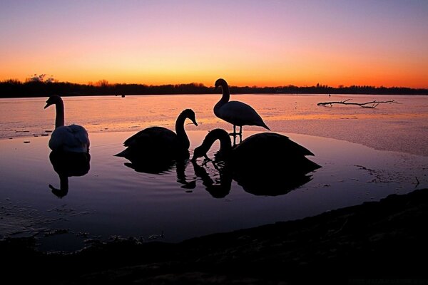 Schwäne schwimmen bei Sonnenuntergang am See