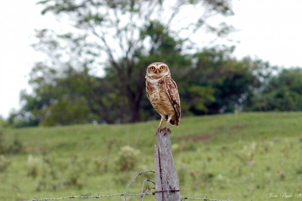 An owl on a pole in nature is a wild bird