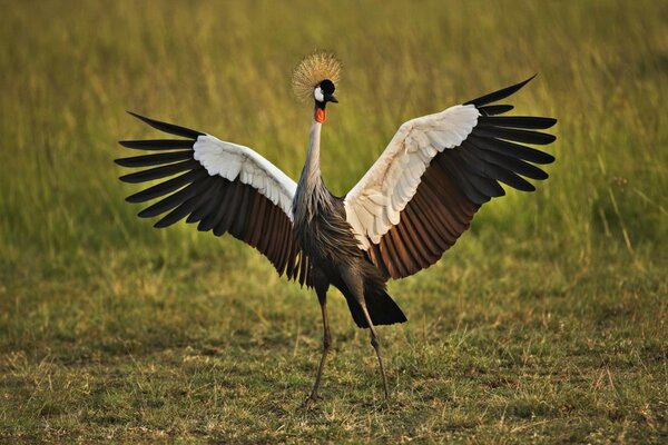 Mating dance of a male crane