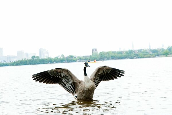 Duck on the lake spread his wings