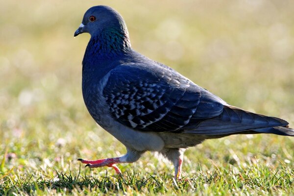 Pigeon walks on the grass in nature