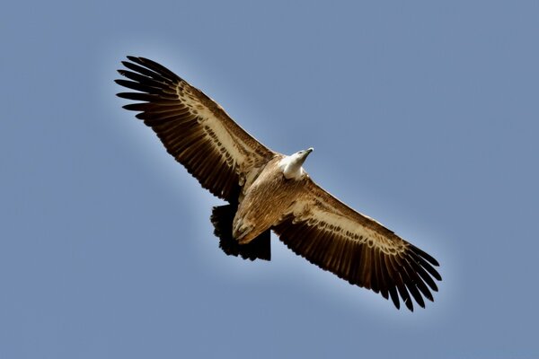 Pájaro flotando en el cielo