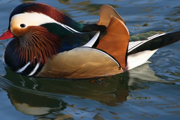 In the animal world. Duck on the lake