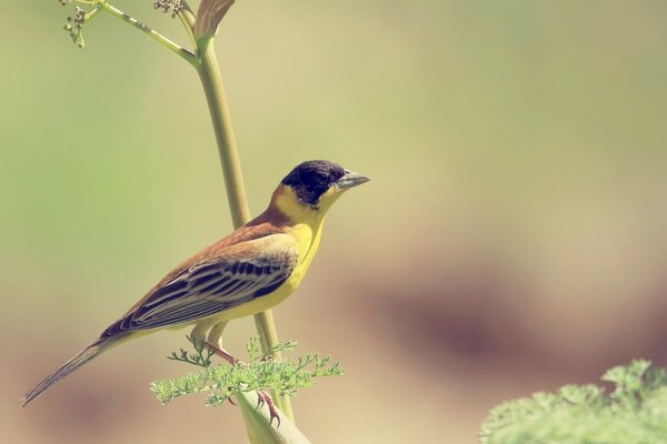 Pequeño pájaro de color en una rama