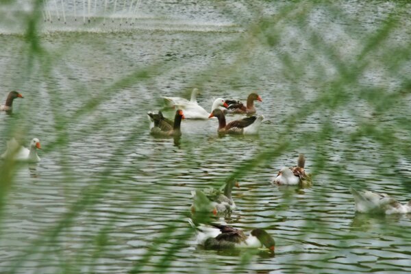 Os patos nadam no lago e são vigiados por um caçador.