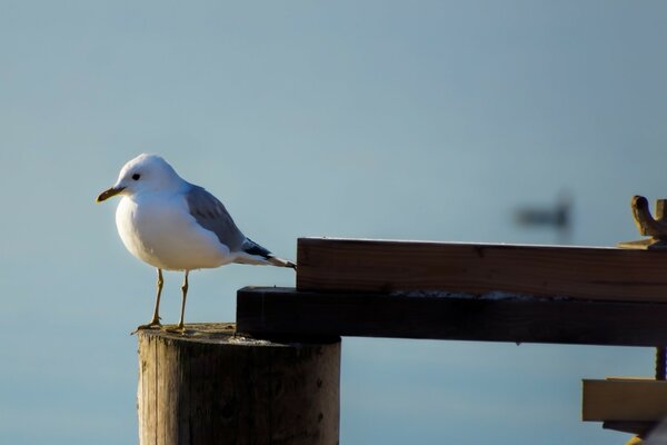 A seagull is sitting on a log by the water