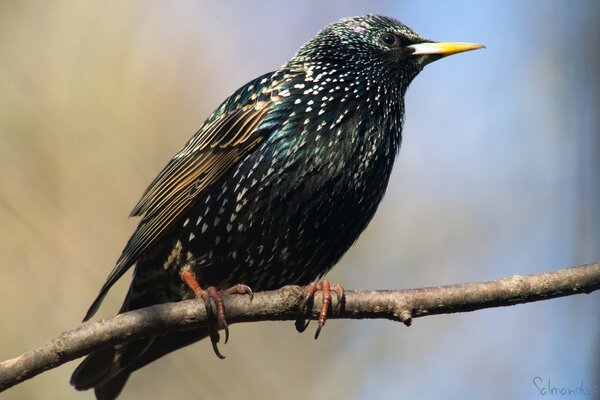 Petit oiseau Starling sur une branche