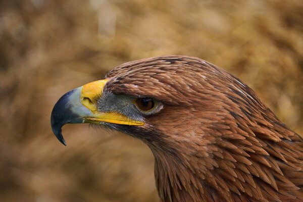 Eagle stalks prey, wildlife