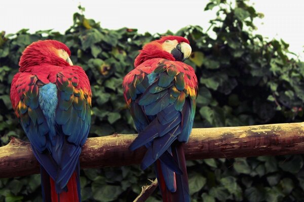 Exotischer Vogel im Freien