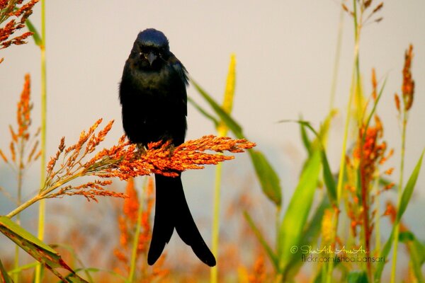 A lonely bird is sitting on the grass