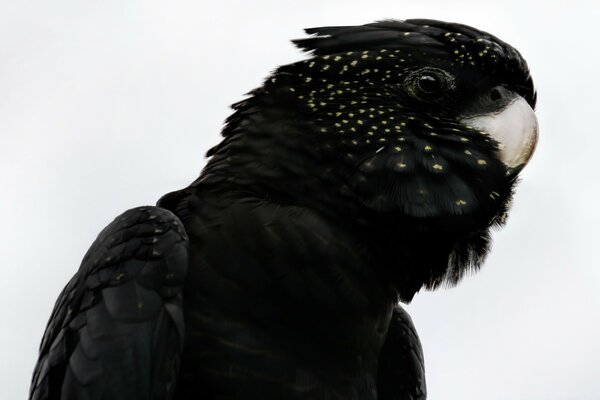 Oiseau noir de la faune