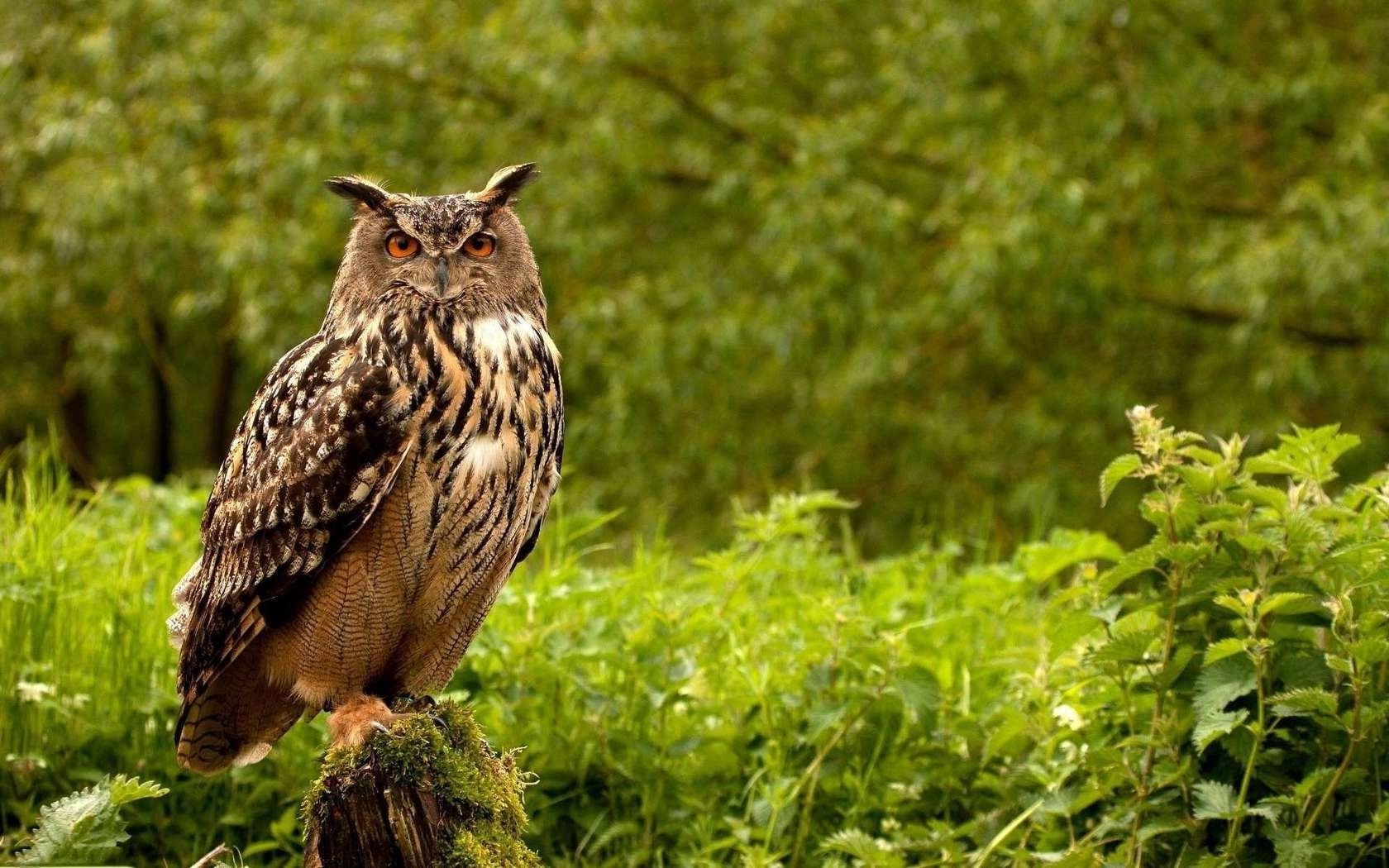 zwierzęta natura dzika przyroda na zewnątrz dziki ptak zwierzę