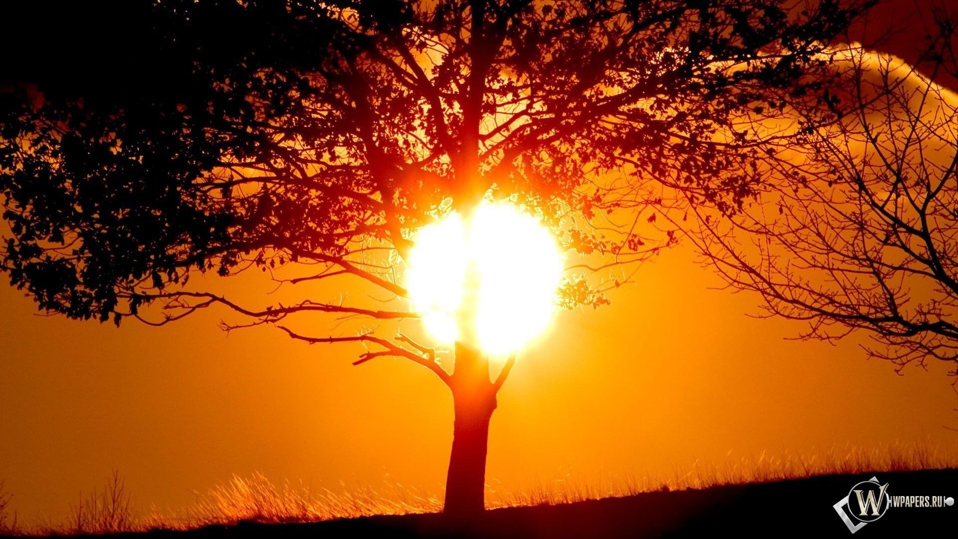 trees sunset dawn sun evening dusk nature silhouette fair weather bright sky outdoors backlit