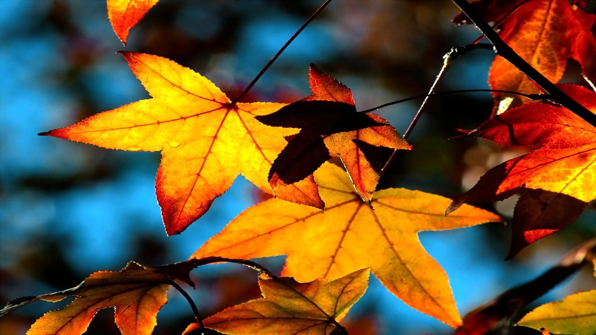 blätter blatt herbst ahorn hell natur farbe flora im freien saison hell ändern baum üppig gold