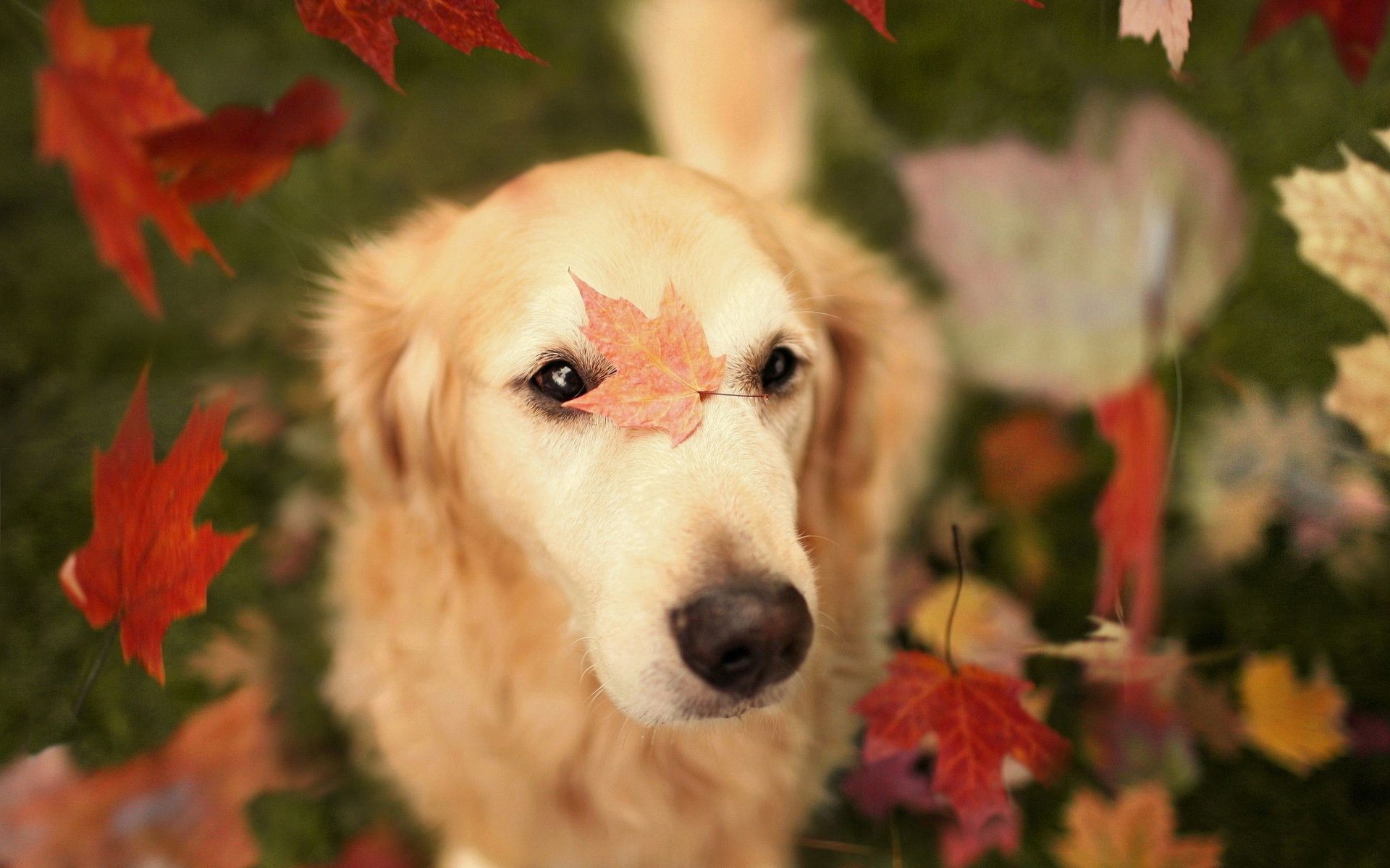 cães cão fofa mamífero retrato animal natureza animal de estimação cinegrafista jovem ao ar livre