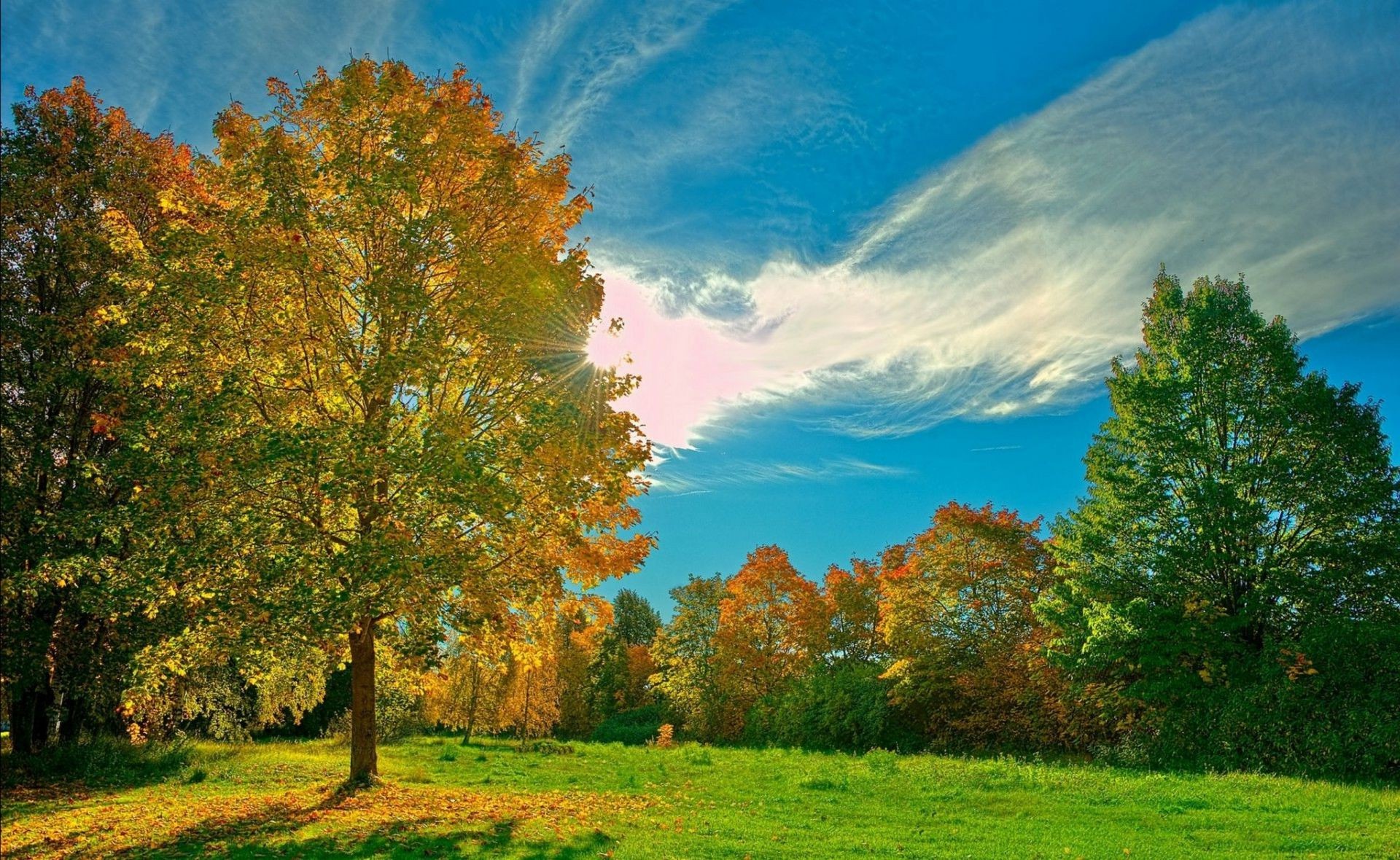 autumn fall tree landscape leaf nature wood rural countryside fair weather dawn outdoors sun bright scenic grass season idyllic park