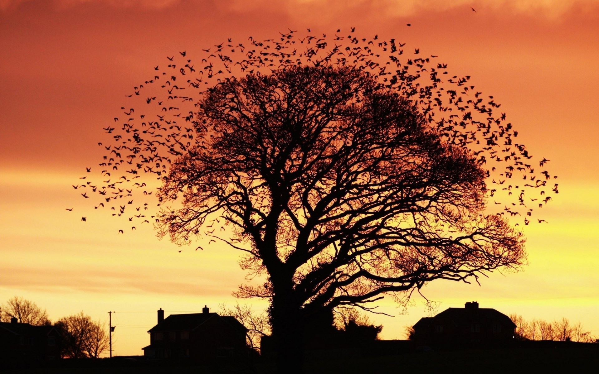 alberi alba tramonto sole paesaggio albero sera cielo natura illuminato bel tempo silhouette crepuscolo nebbia