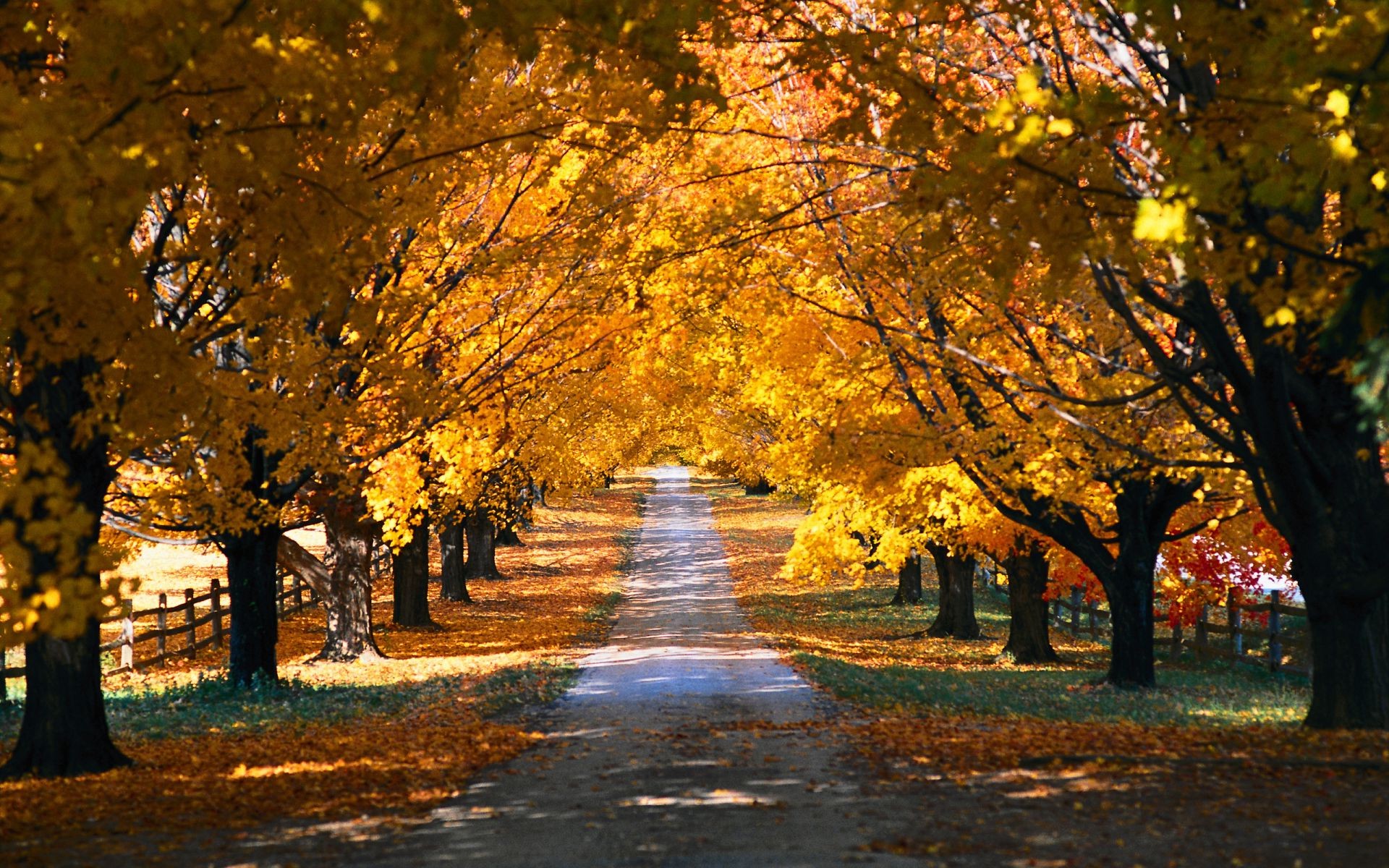 autumn fall tree leaf landscape road park guidance alley wood scenic maple branch avenue gold season dawn footpath outdoors nature