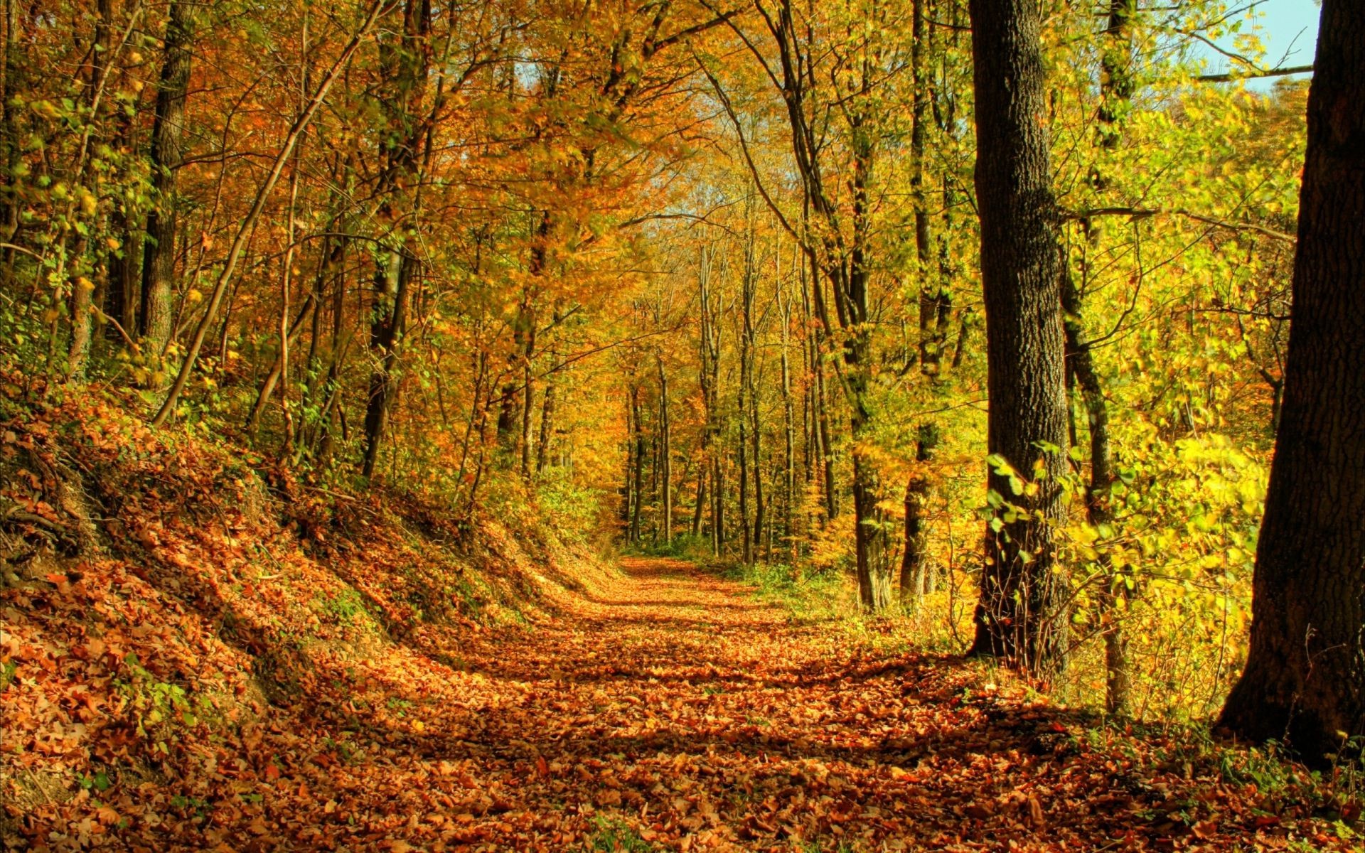 autunno legno autunno albero foglia paesaggio natura parco stagione scenico strada bel tempo ambiente all aperto guida paesaggio lussureggiante acero scena oro