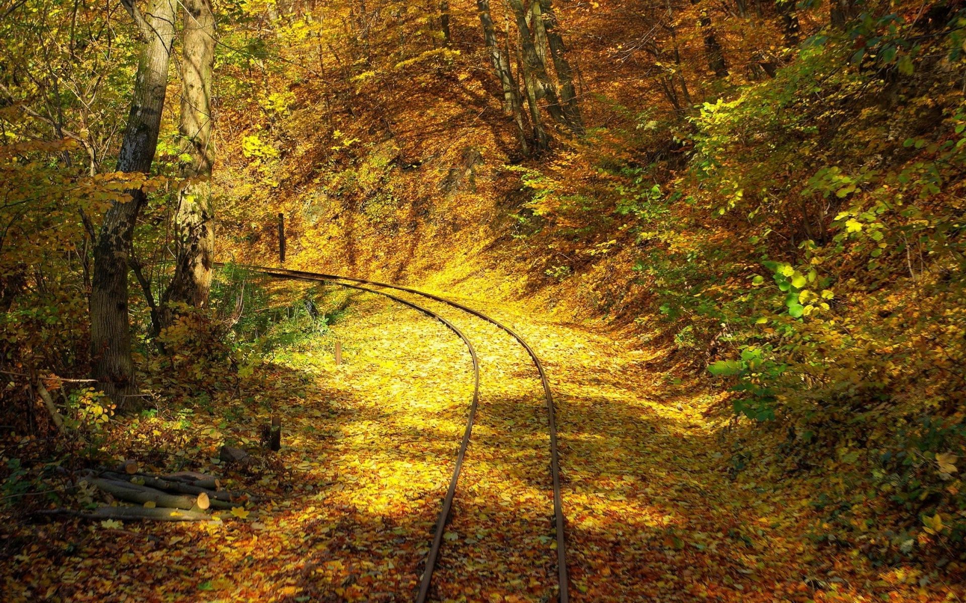 jesień jesień drewno liść drzewo natura krajobraz zewnętrzny park sezon środa światło bujne malownicze przewodnik światło dzienne