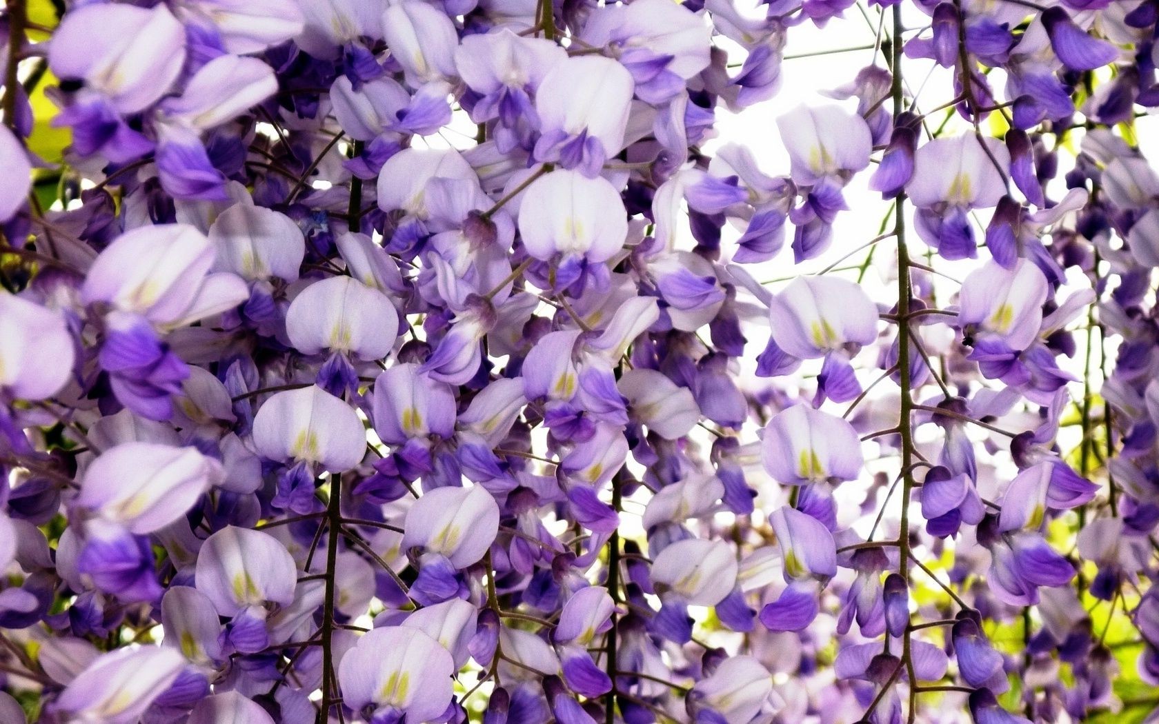 çiçekler çiçek doğa flora bahçe yaz çiçek açan çiçek petal violet renk büyüme yaprak açık havada parlak park yakın çekim güzel sezon ortamlar