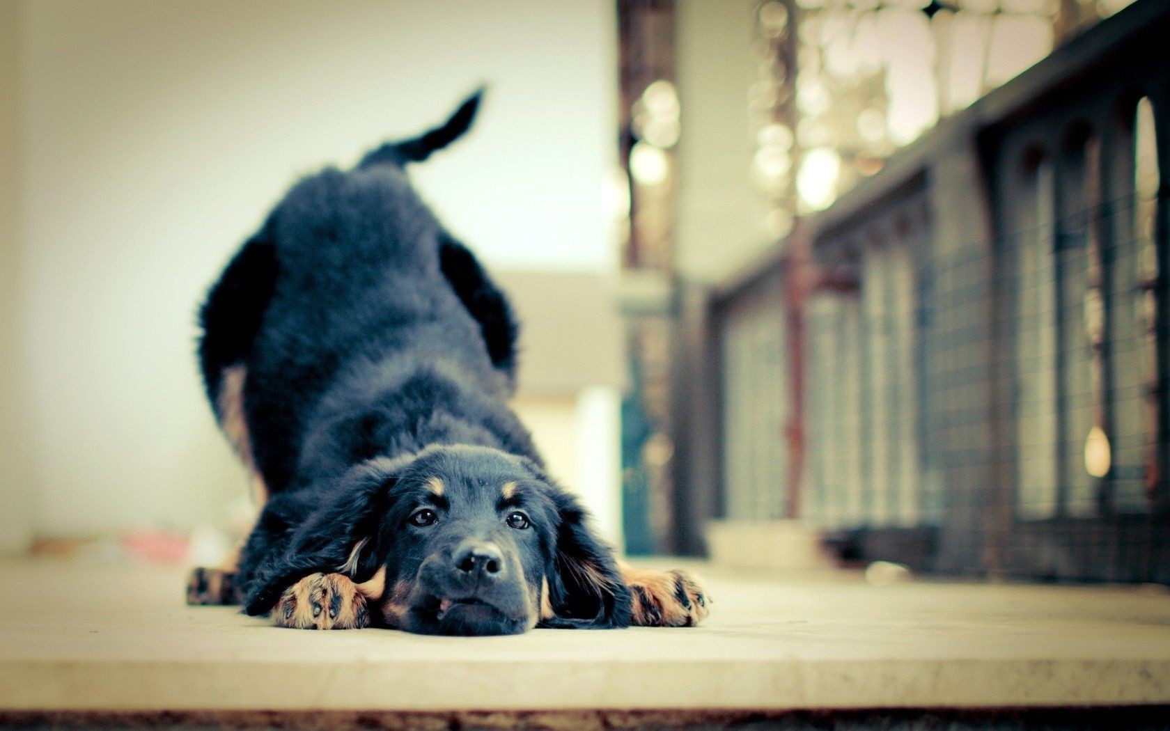 hund hund porträt haustier säugetier hundespezialist tier allein drinnen