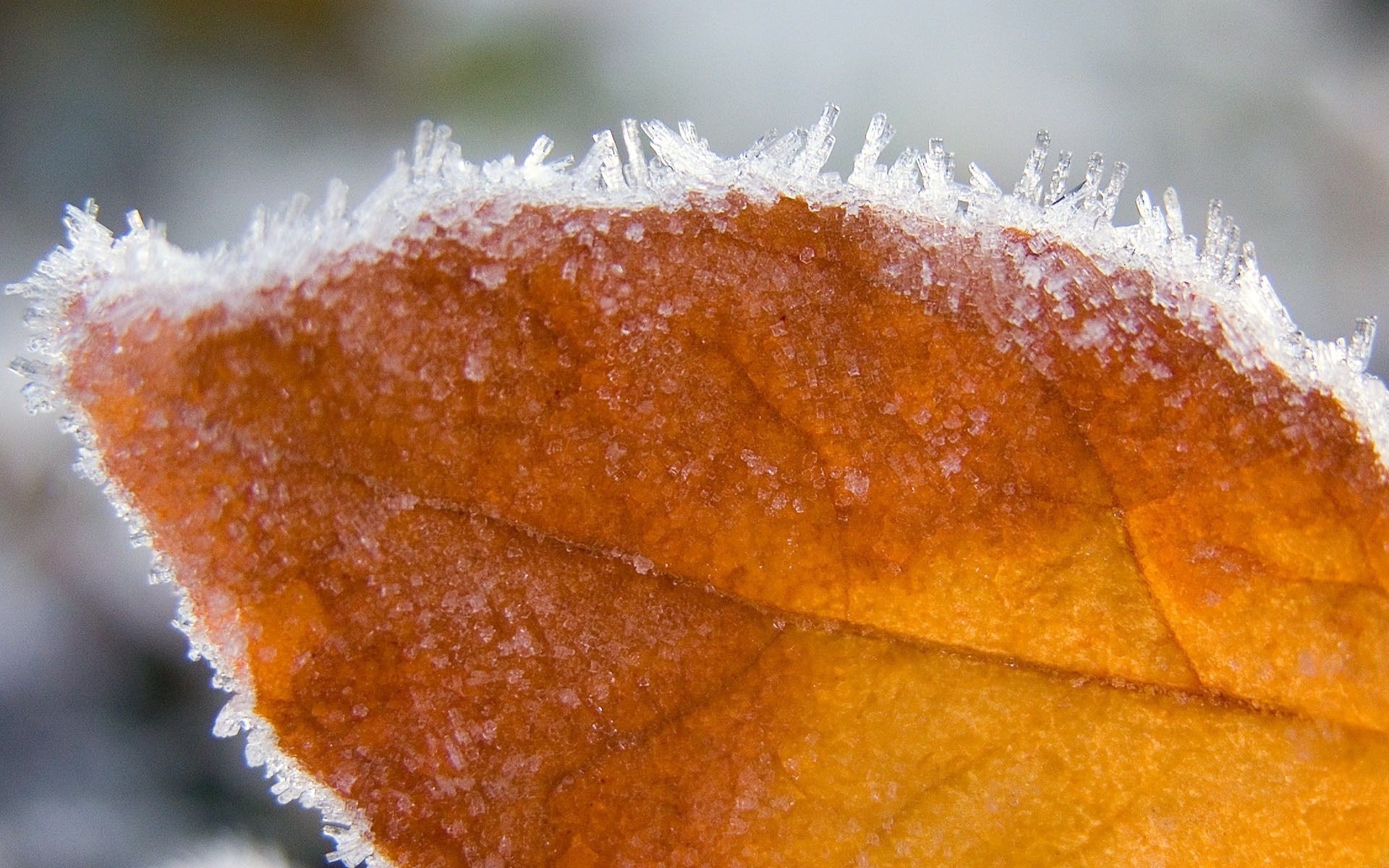 foglie inverno gelo natura autunno all aperto neve foglia albero