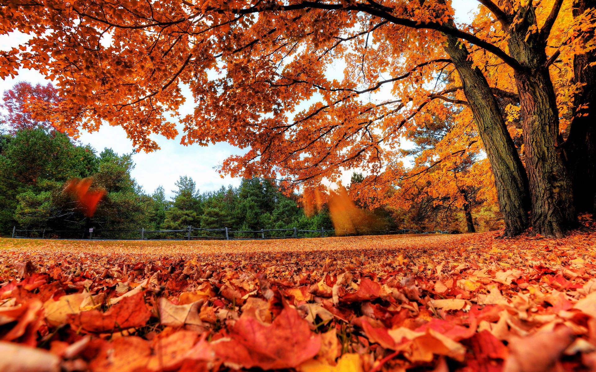 leaves fall tree leaf outdoors landscape park nature maple scenic wood season gold environment color dawn fair weather