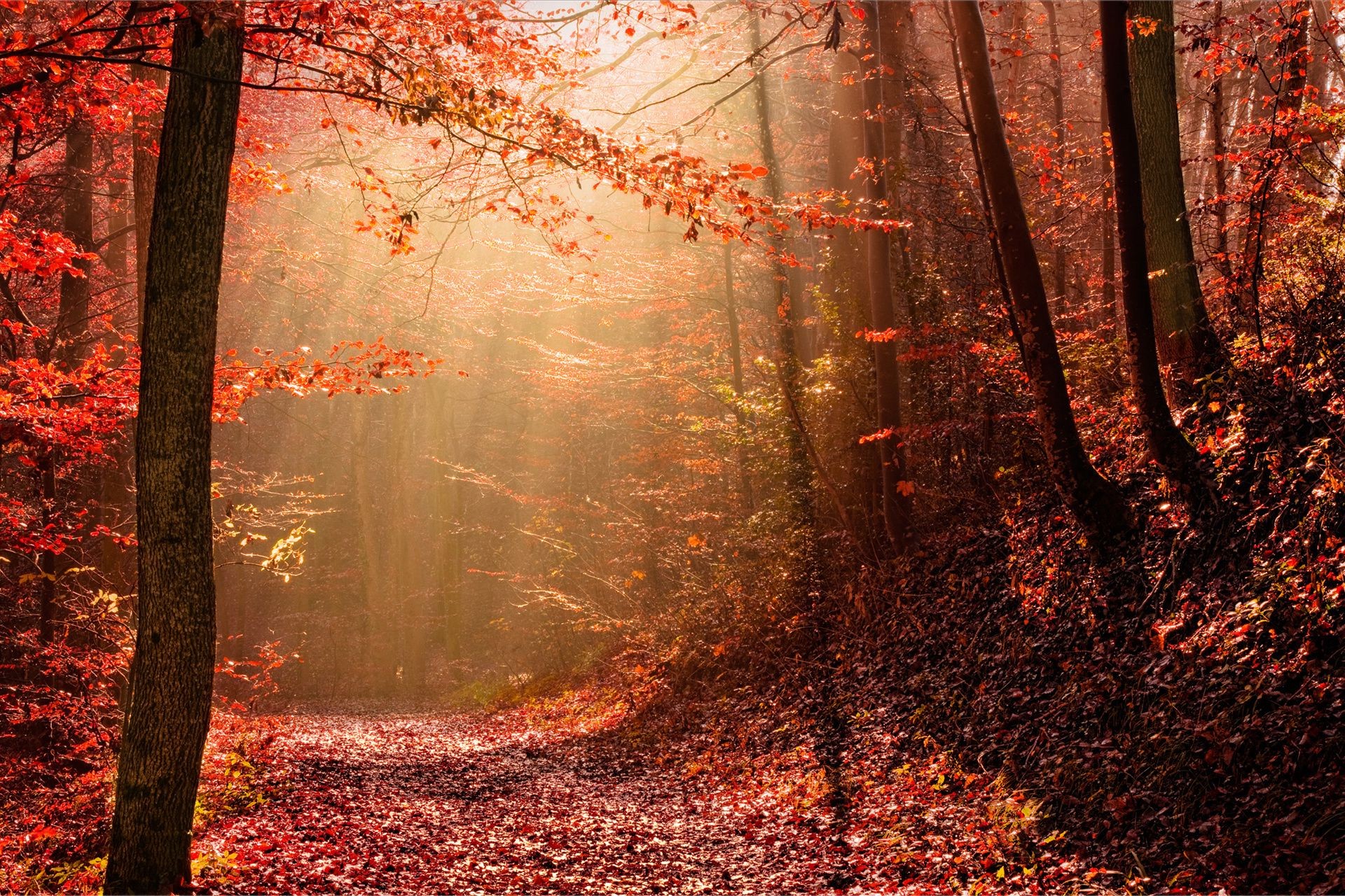 automne automne feuille bois arbre saison parc brouillard brouillard nature paysage érable aube lumière branche rétro-éclairé lumineux soleil couleur