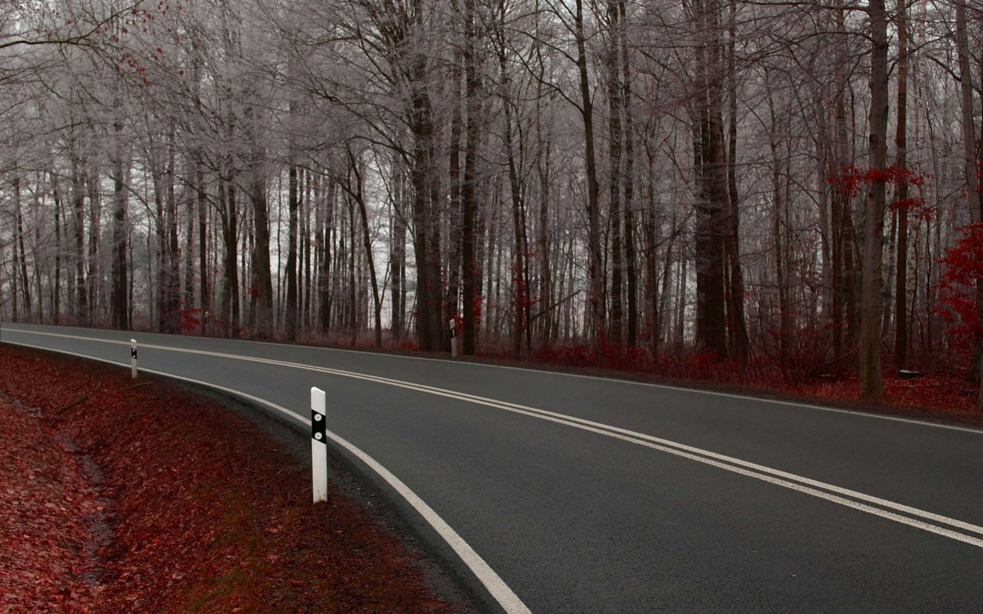 straße baum führung landschaft holz herbst winter