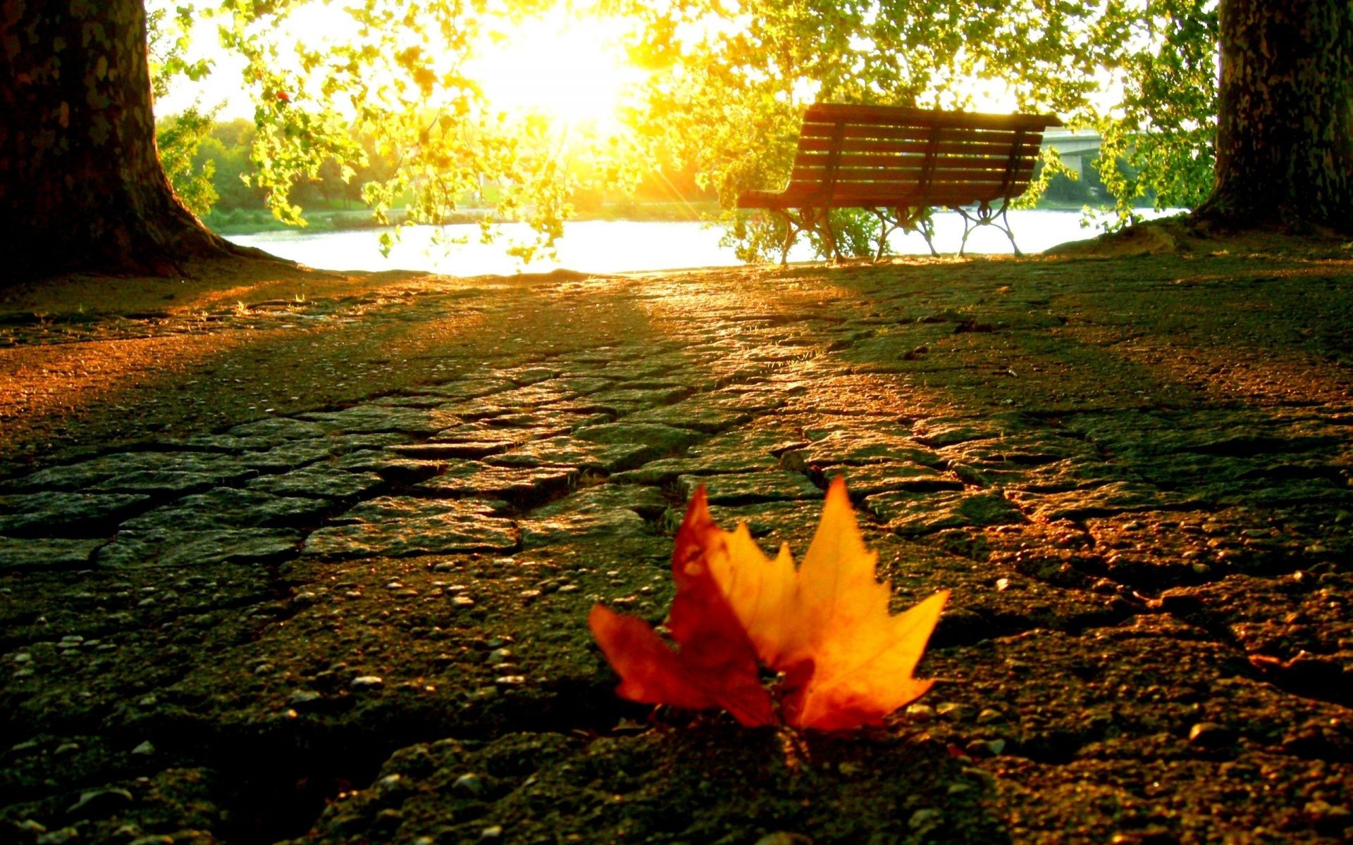 feuilles automne feuille nature bois arbre à l extérieur parc lumière eau érable paysage