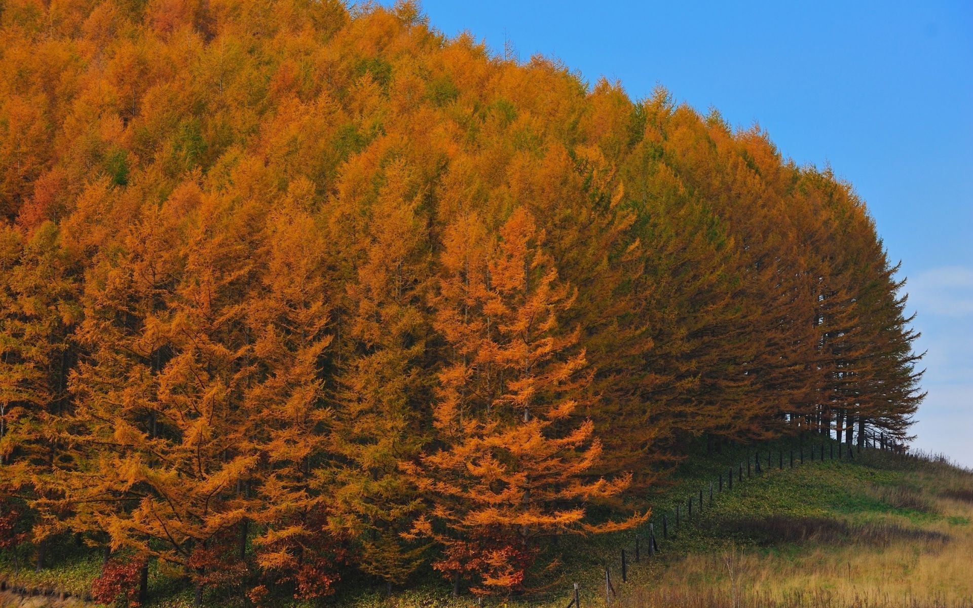 automne arbre automne à l extérieur paysage bois nature soirée feuille lumière du jour