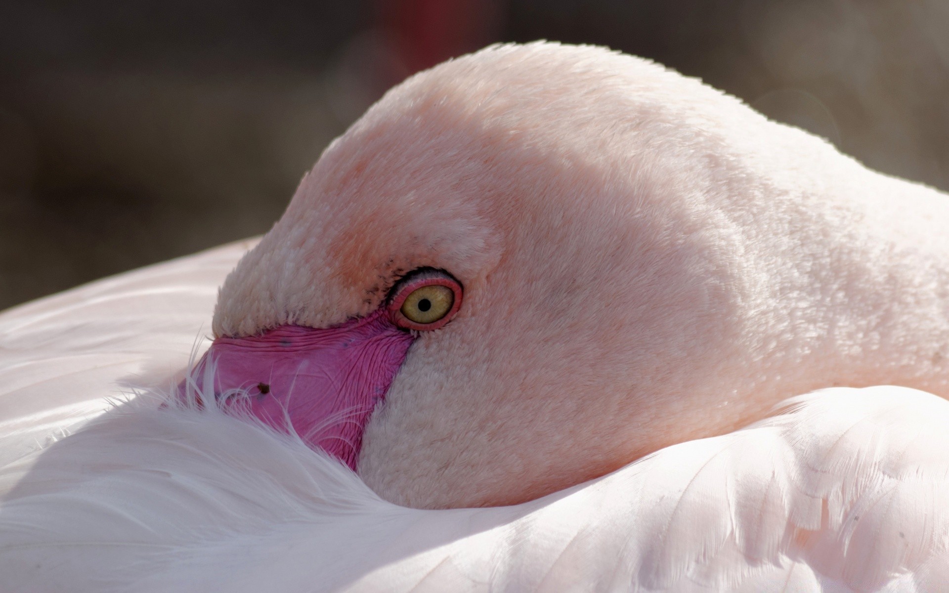 flamingo kuş bir portre uyku