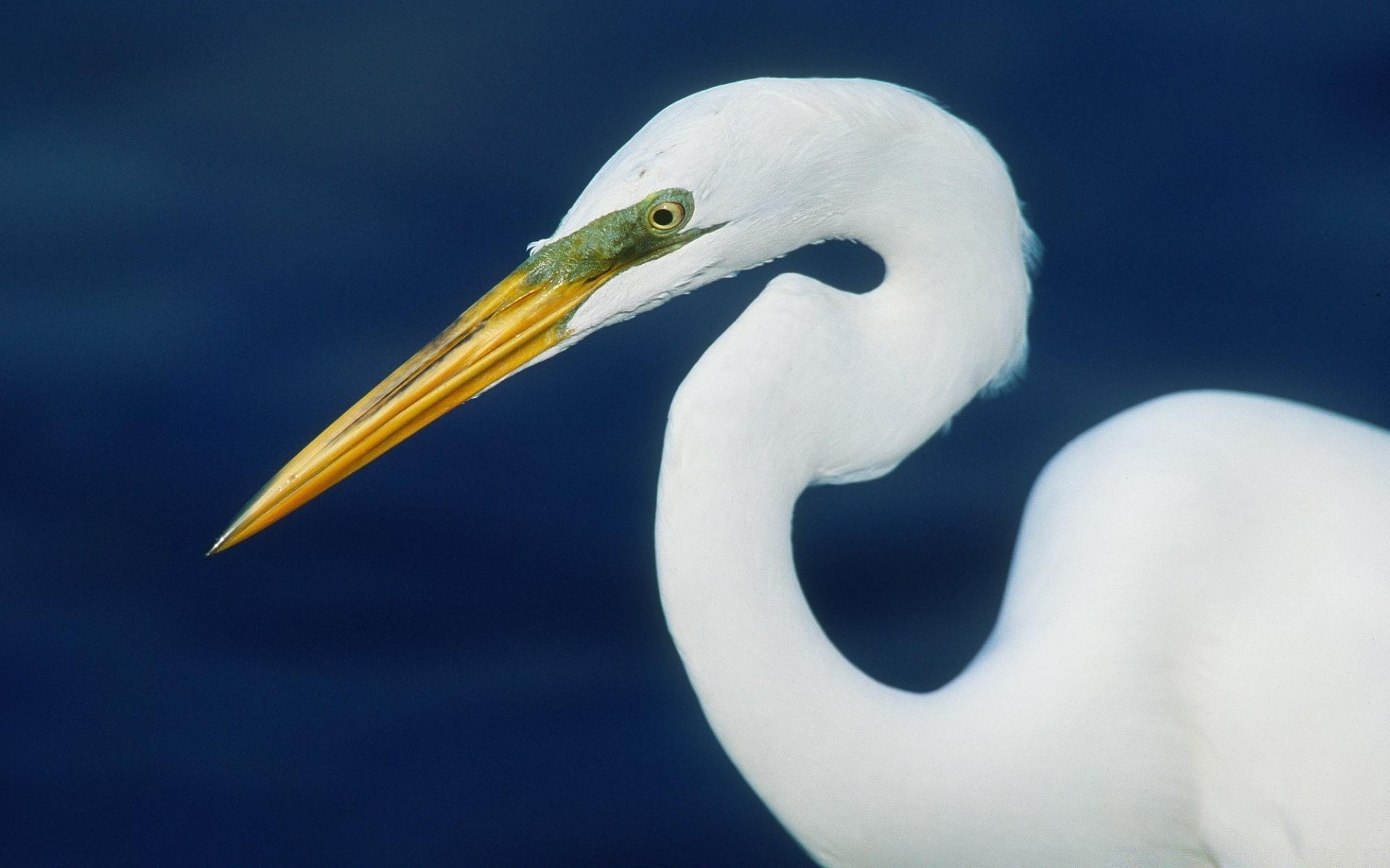 uccelli acquatici uccello fauna selvatica acqua natura animale