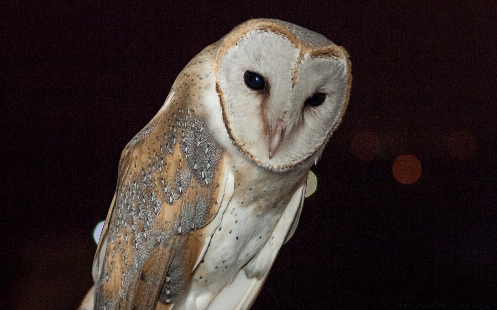 gufo uccello rapace ritratto fauna selvatica uno