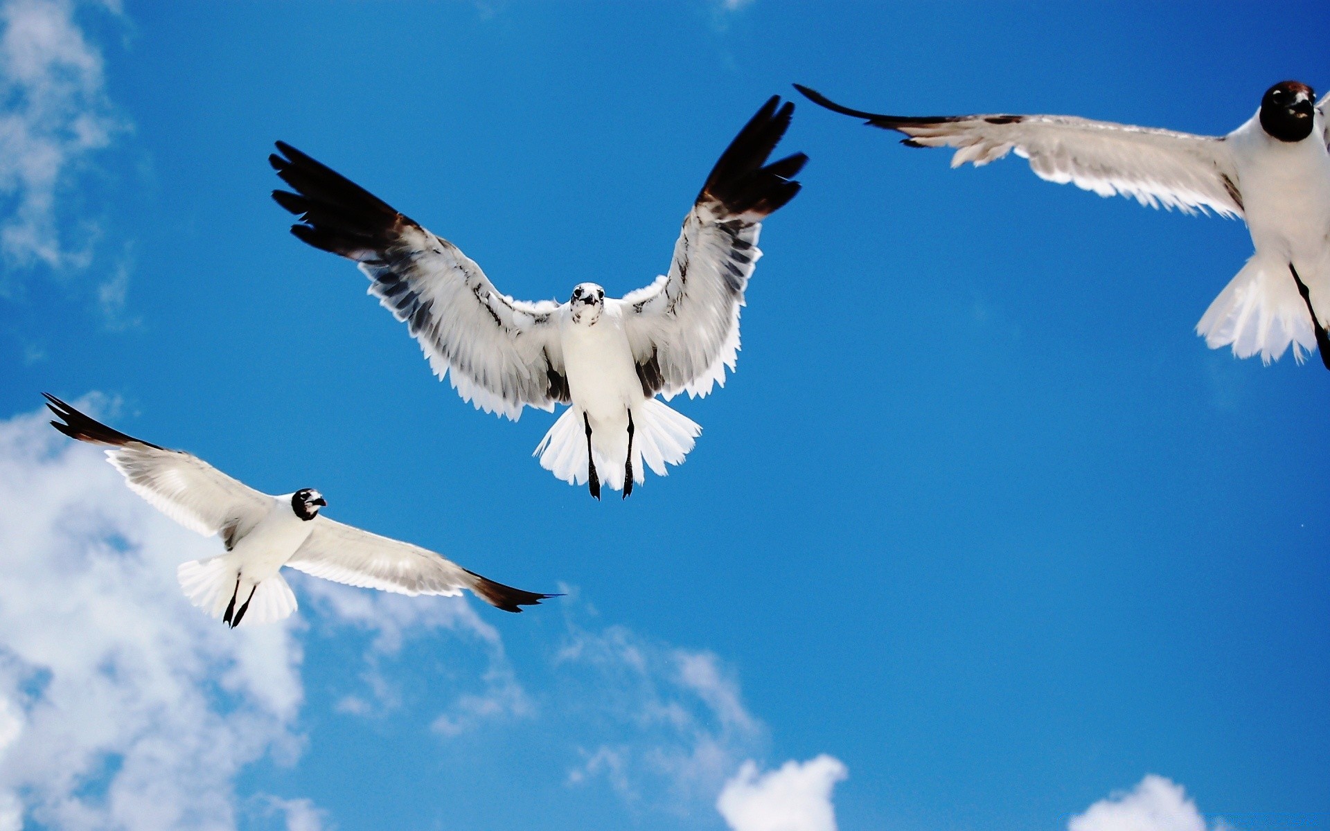 seagull bird seagulls flight wildlife fly nature freedom sky outdoors animal wing soar feather wingspan barren