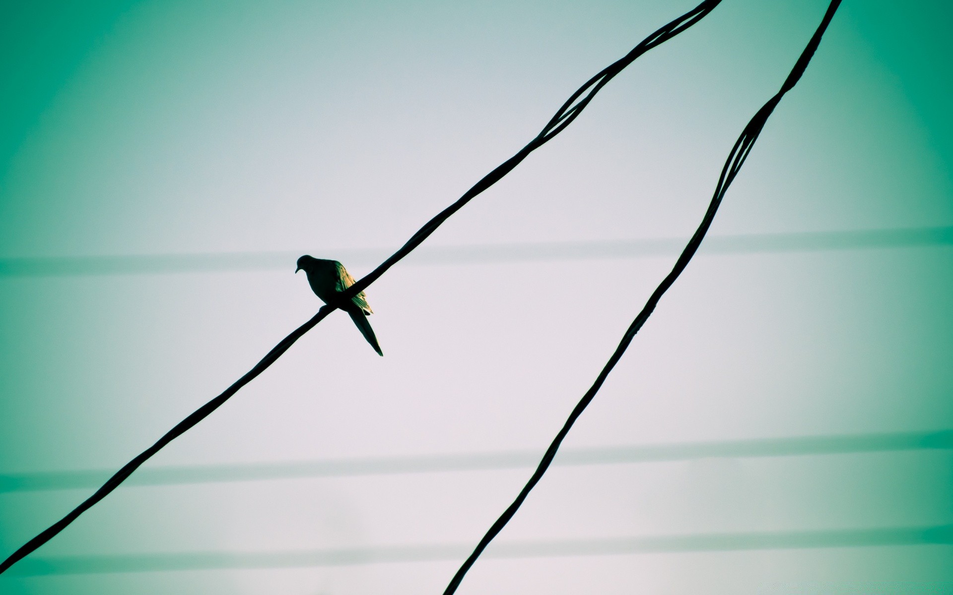 dove nature bird desktop color sky blur outdoors