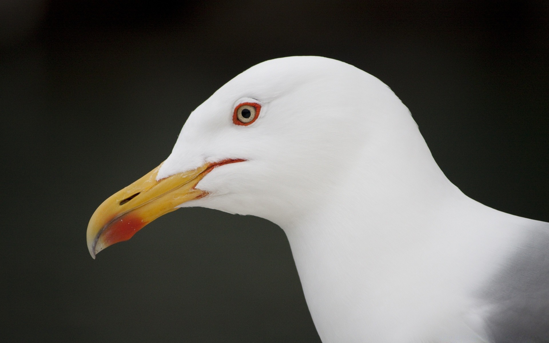 mouette oiseau faune animal portrait nature profil unique eau mouette