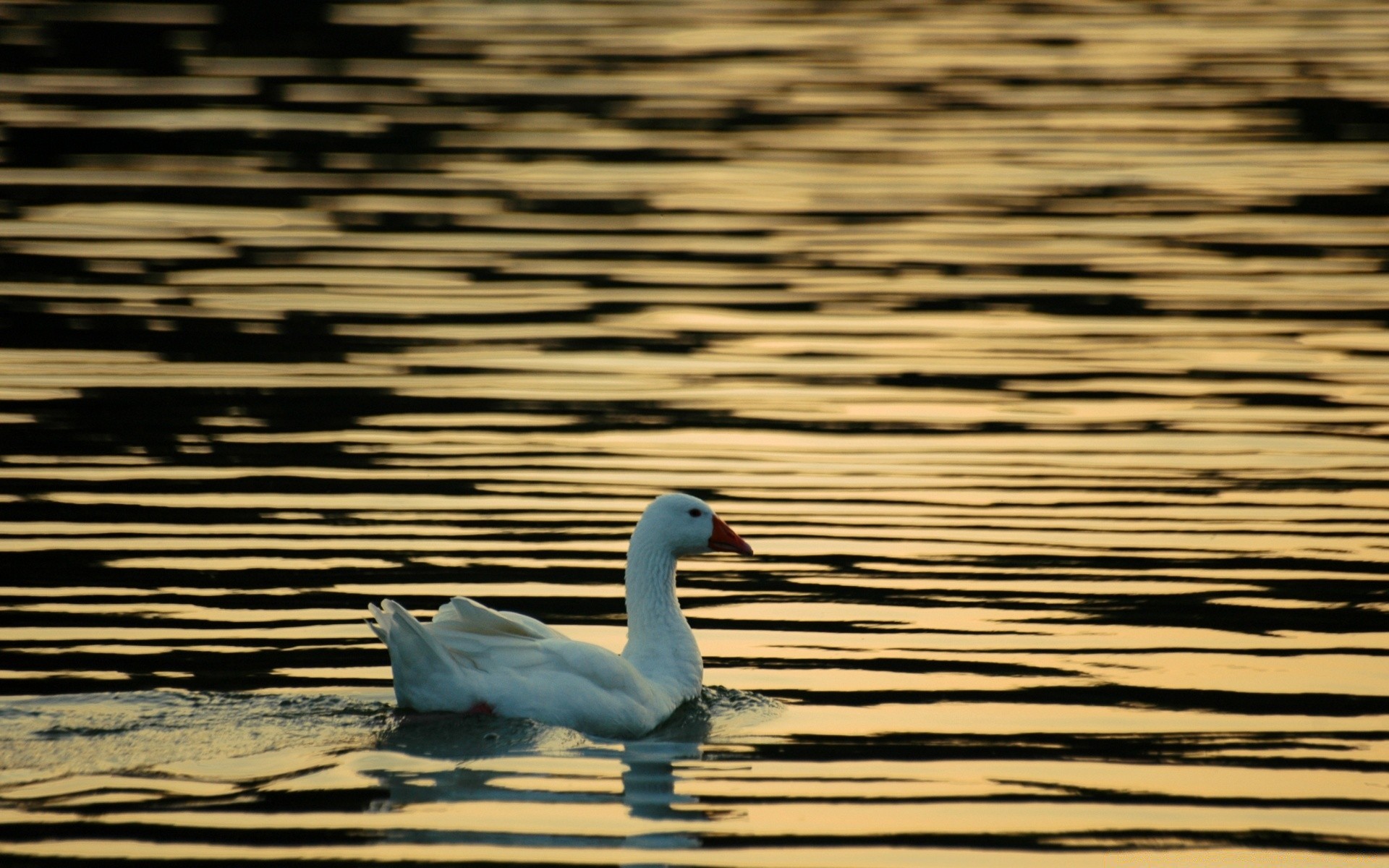 wasservögel wasser vogel see reflexion natur schwan pool ente fluss tierwelt feder meer tier schön gans dämmerung schwimmen