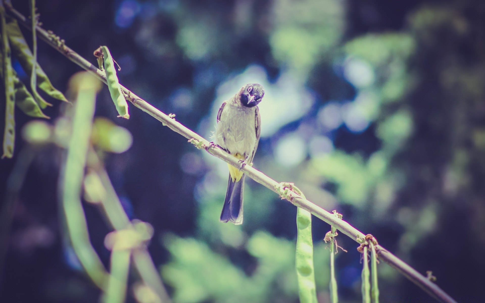 oiseaux nature à l extérieur oiseau faune arbre animal feuille petit