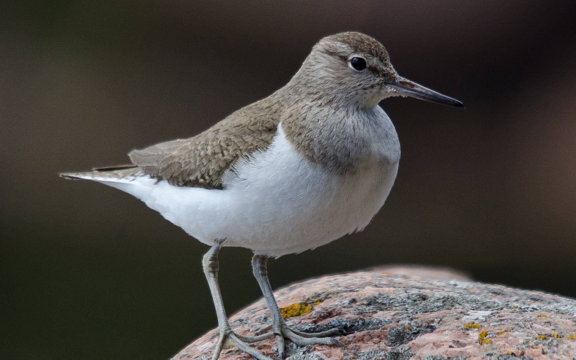 oiseaux oiseau faune nature animal avian