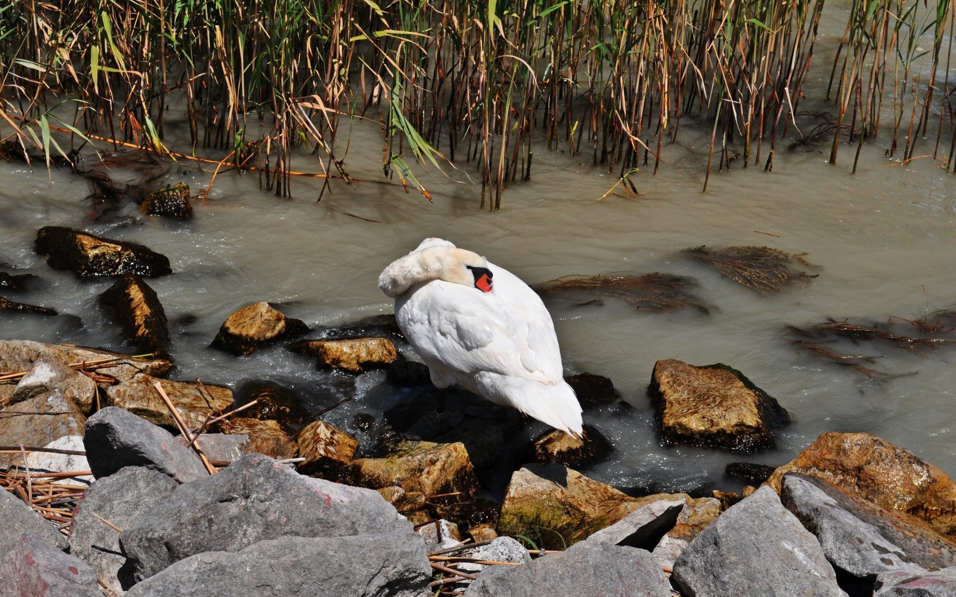 łabędzie woda natura ptak dzika przyroda zwierzę na zewnątrz środowisko dziki rzeka