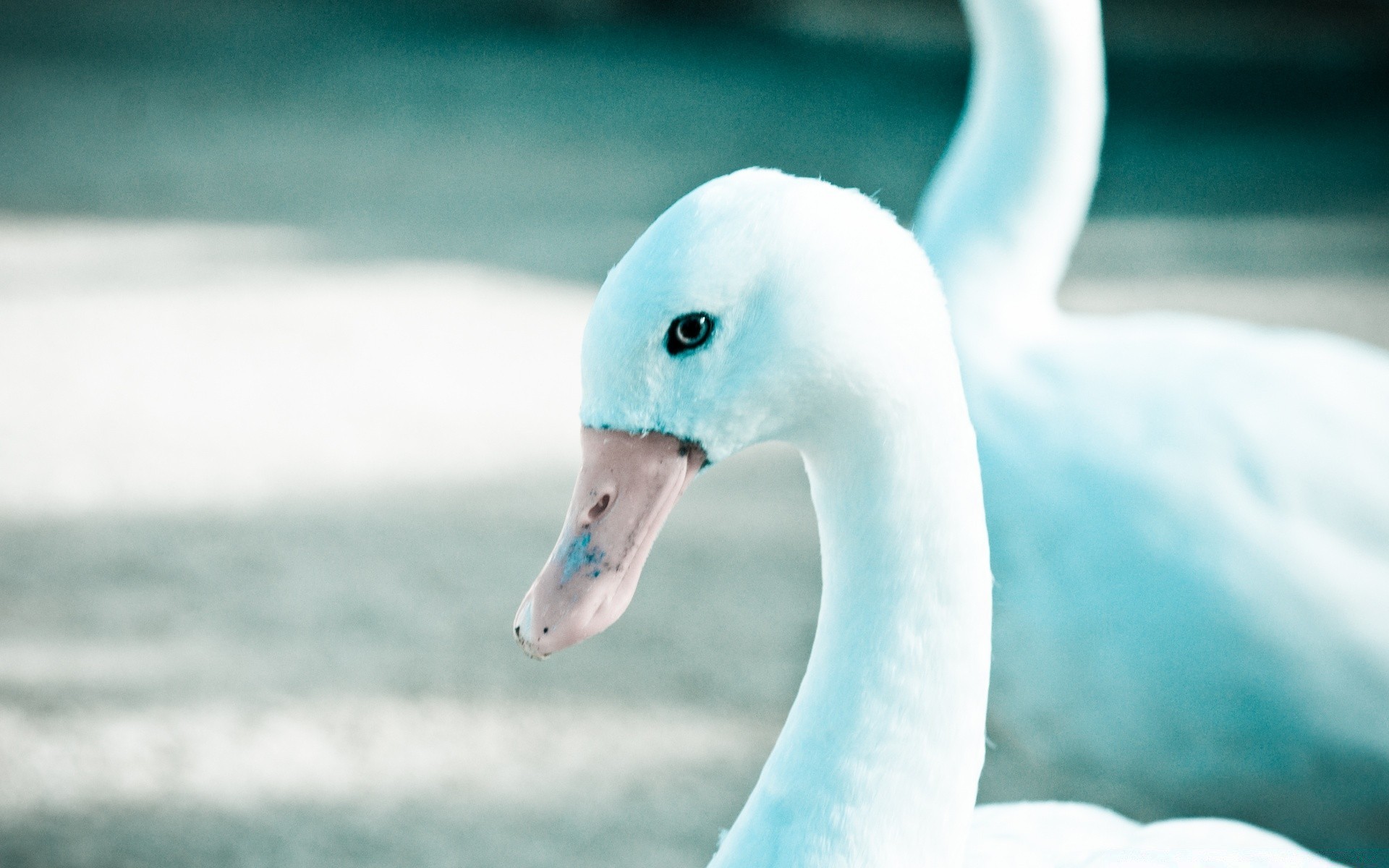 cygnes eau nature oiseau la faune cygne animal lac à l extérieur natation mer mignon été