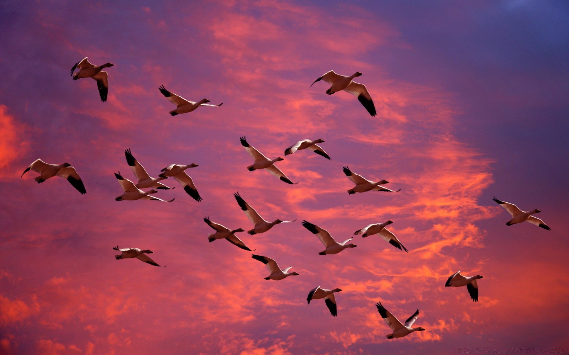 waterfowl bird flight seagulls fly sky goose wildlife flock pigeon sunset freedom nature sun silhouette