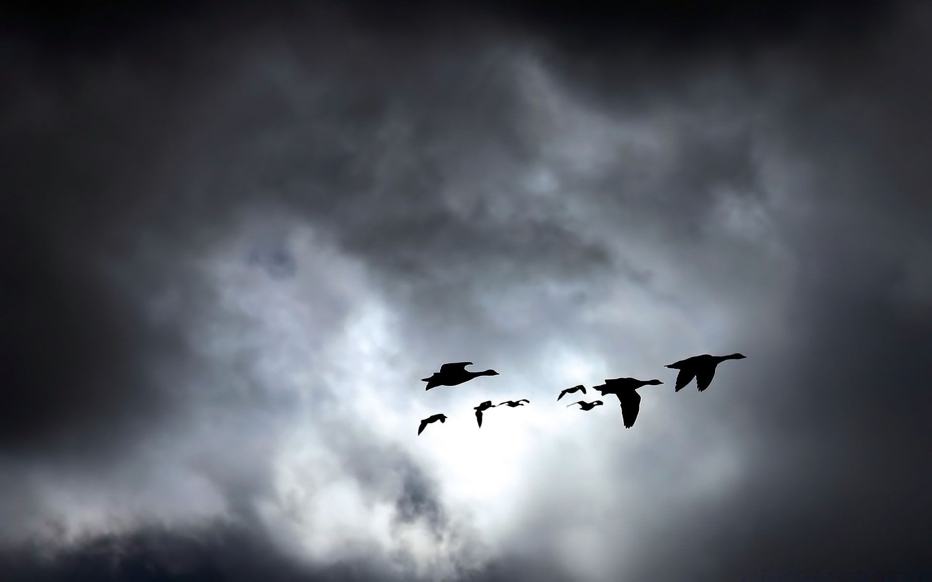 aves cielo pájaro vuelo avión silueta al aire libre oscuro avión nube puesta de sol aire volar naturaleza cuervo tormenta ganso paisaje amanecer luz