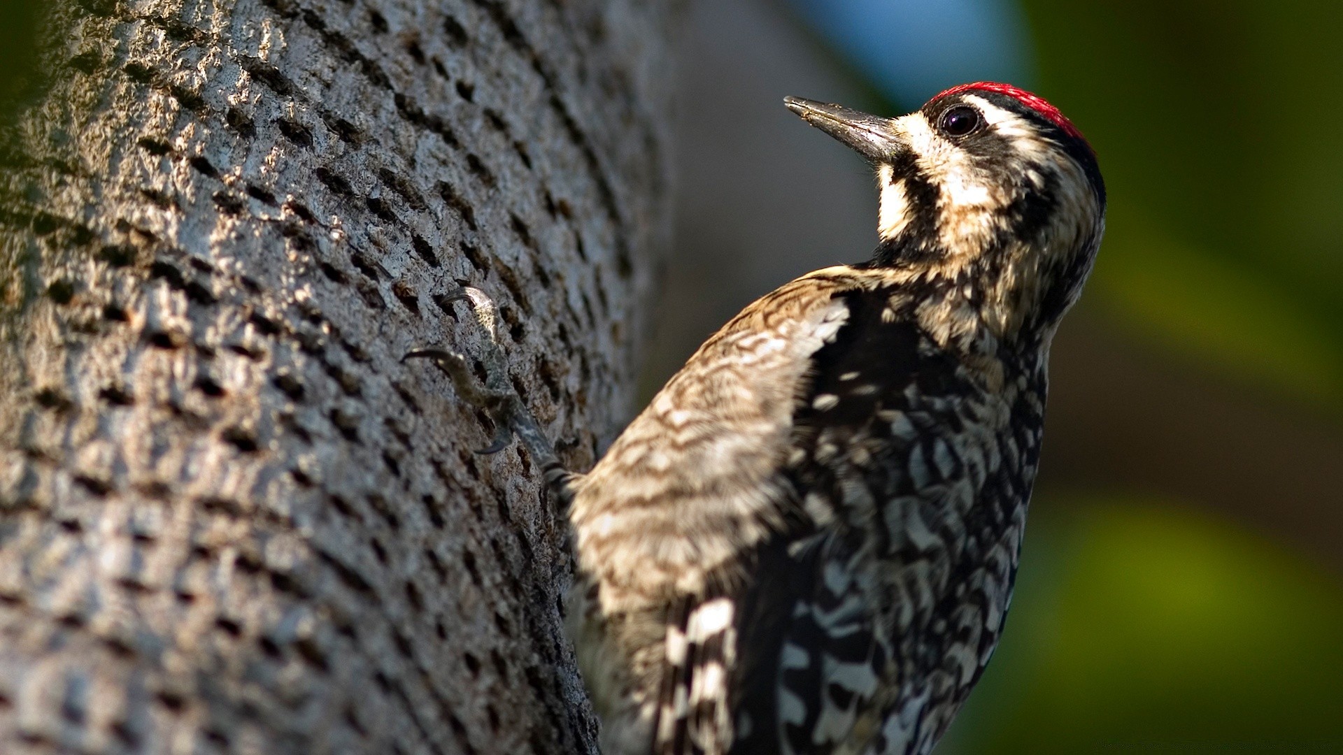 vögel vogel tierwelt natur im freien holz tier